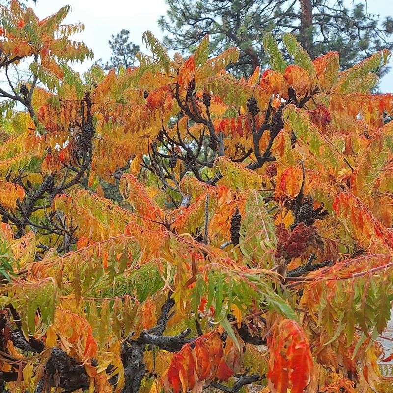 Sumac