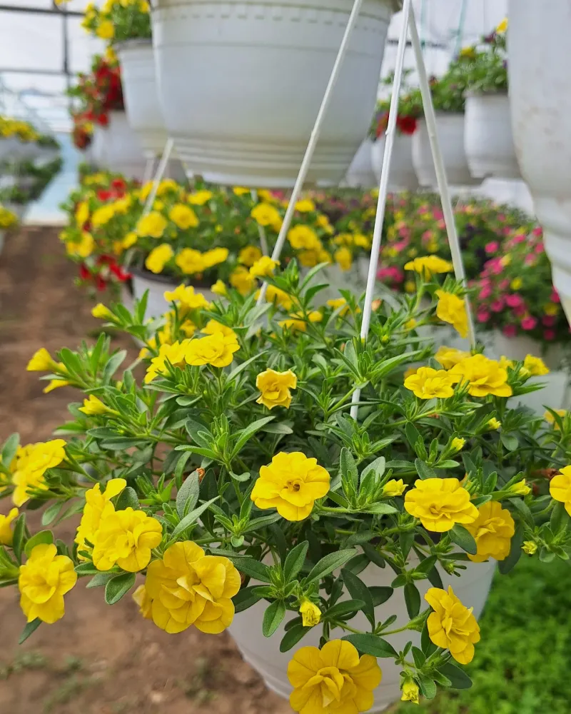 Kabloom Yellow