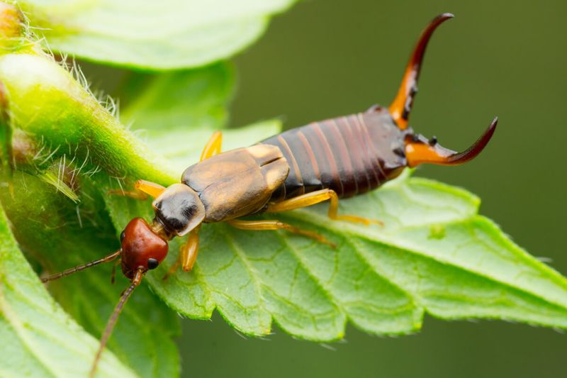 Earwigs