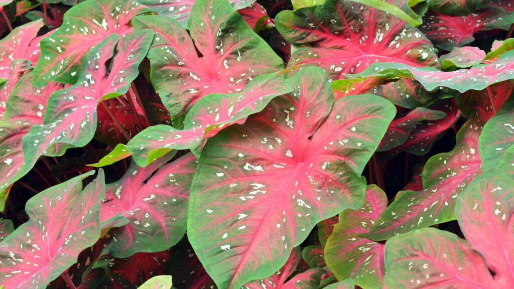 Caladium