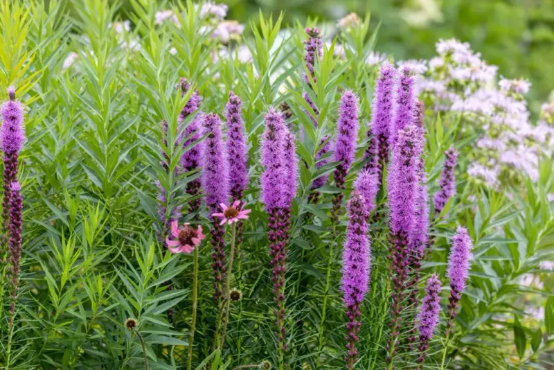 Liatris