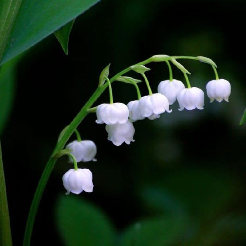 Lily of the Valley