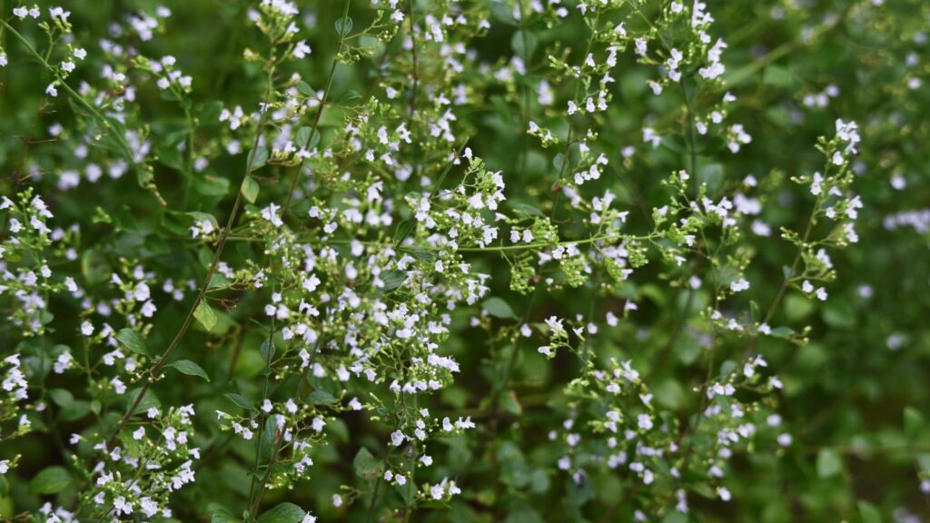 Calamintha nepeta (Lesser Calamint)