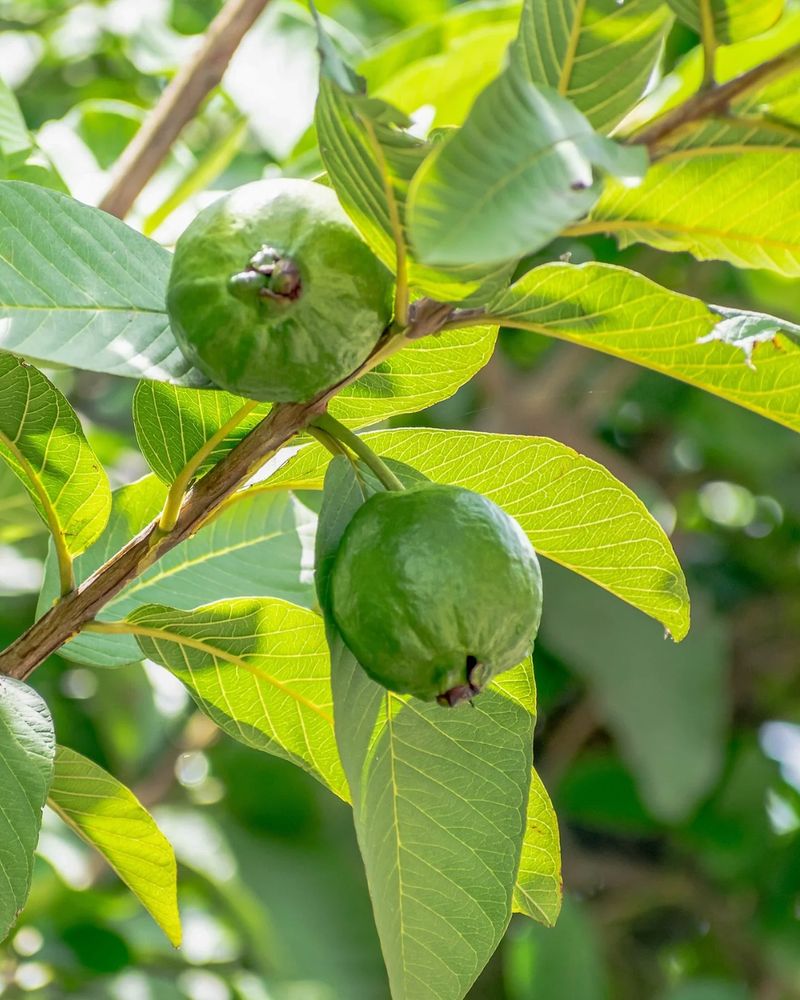 Guava