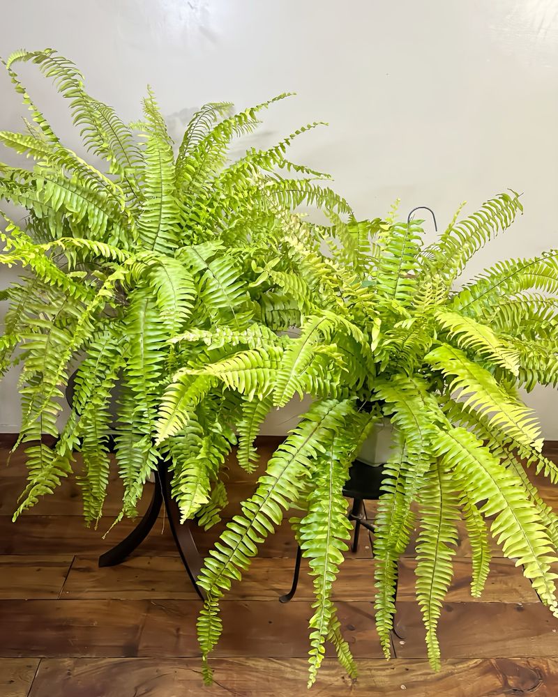 Ferns