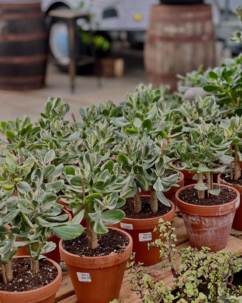 Jade Plant