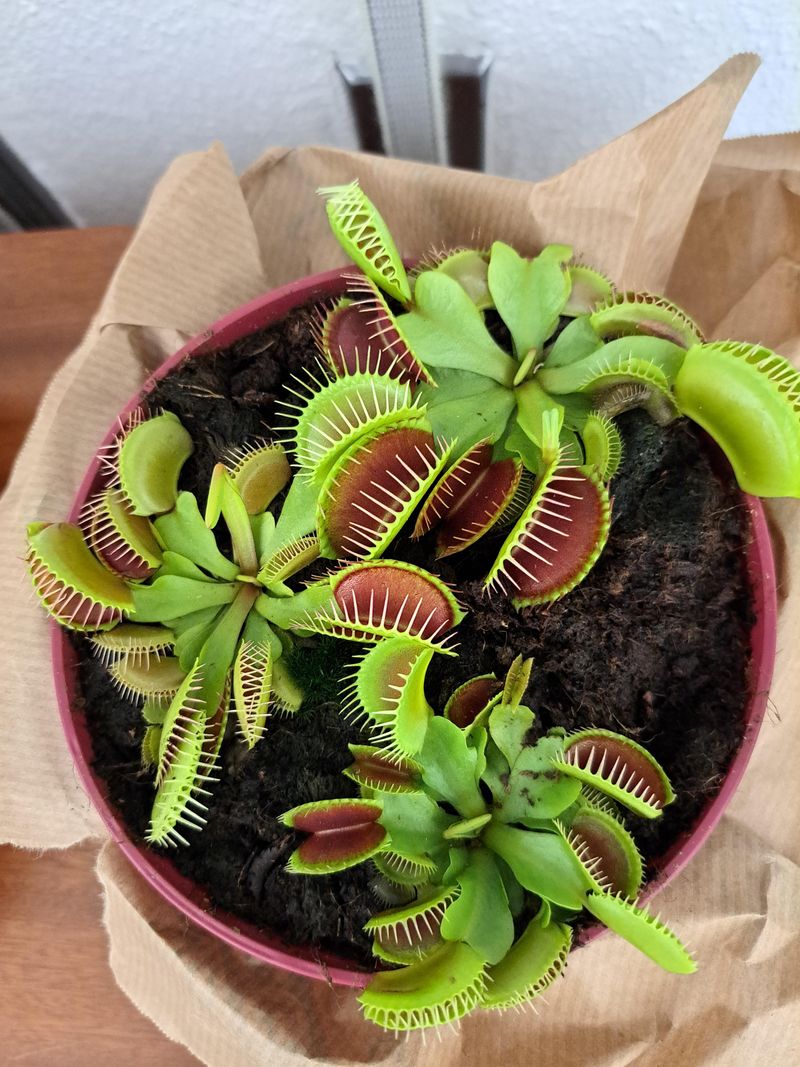 Venus Flytrap