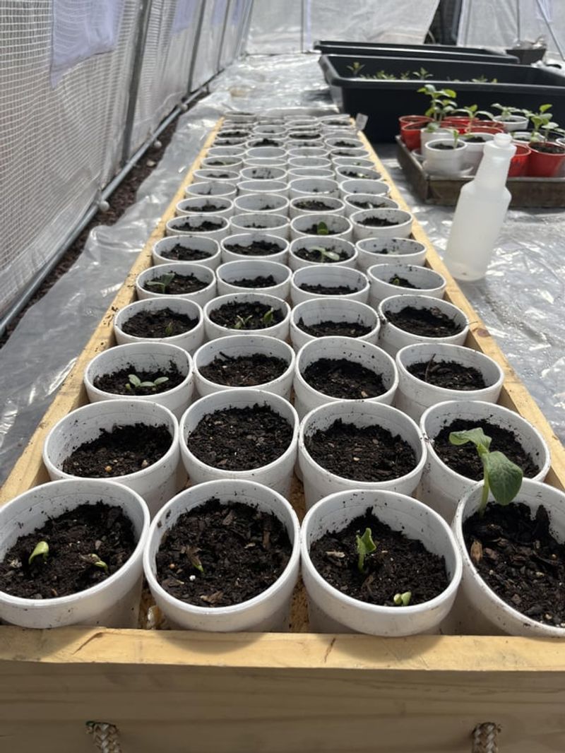 Apply Before The Growing Season