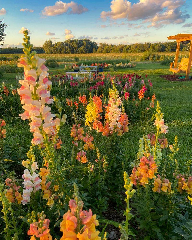 Snapdragons