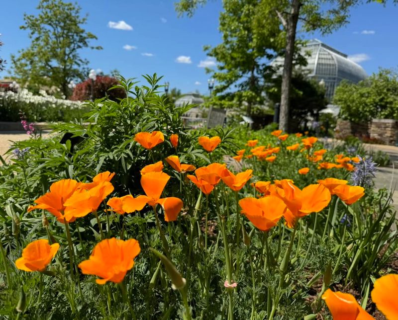 California Poppy