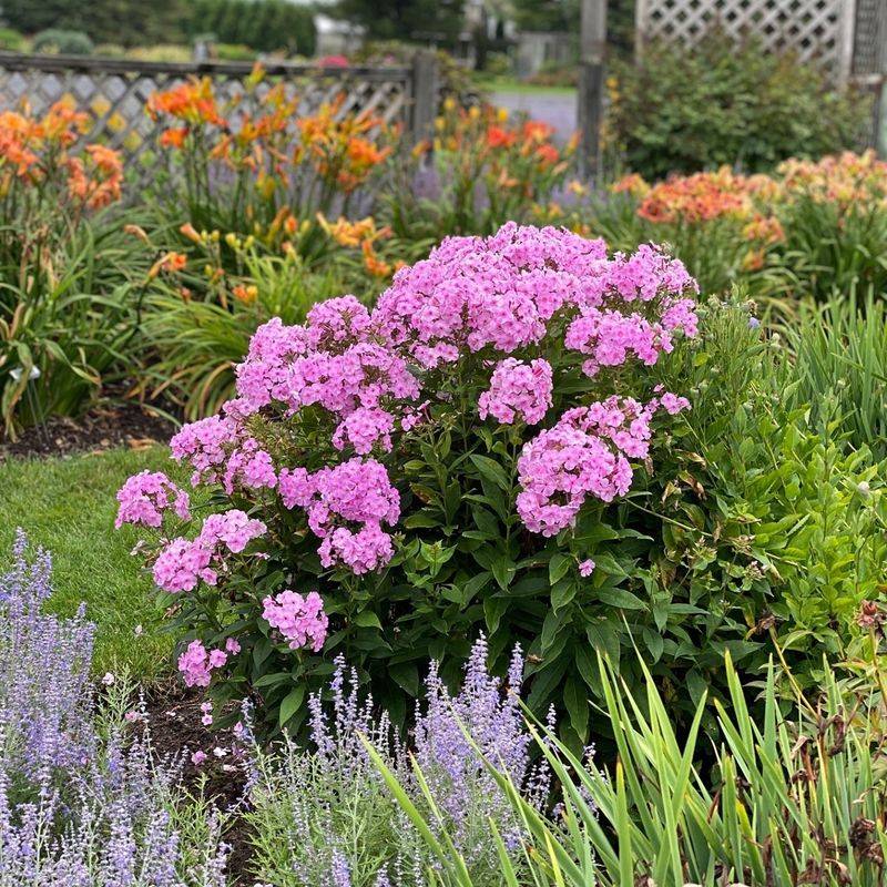 Phlox