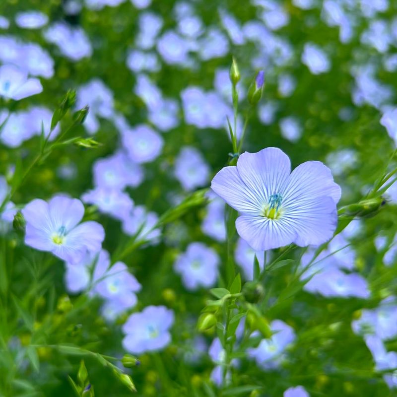 Annual Flax