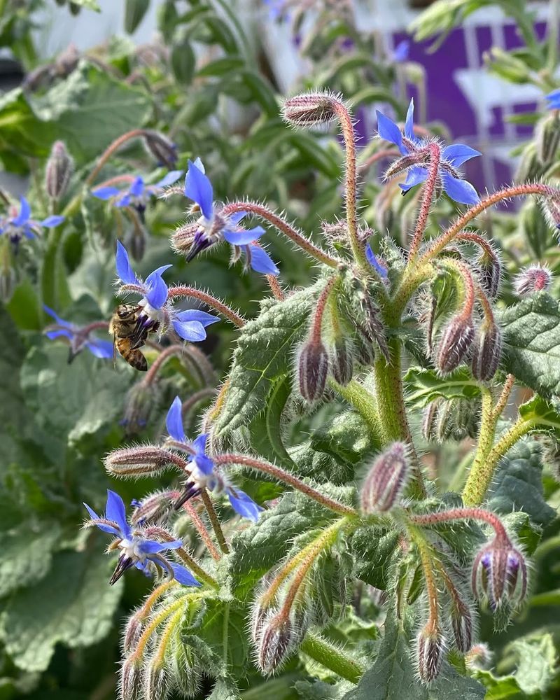 Borage