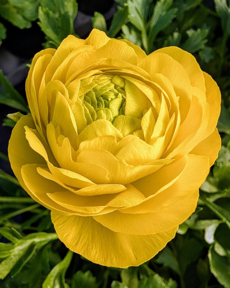 Ranunculus: Paper-Like Perfection