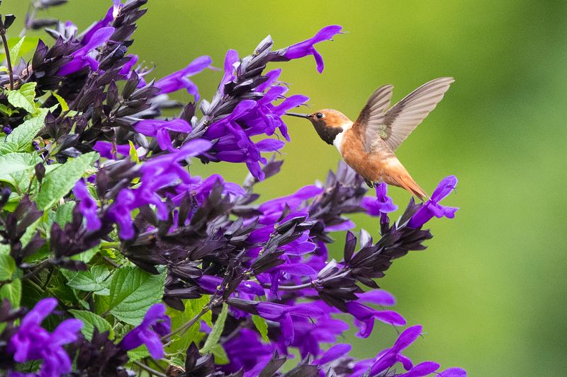 Annual Salvia - Hummingbird Magnets