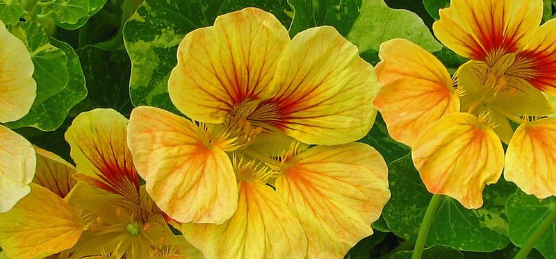Nasturtiums