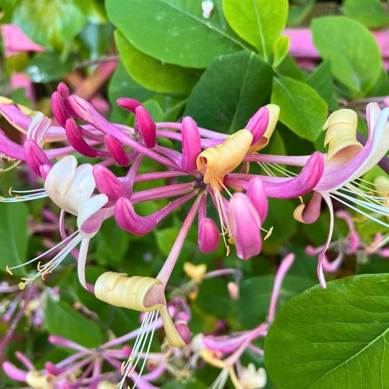 Honeysuckle: Sweetness of Devotion