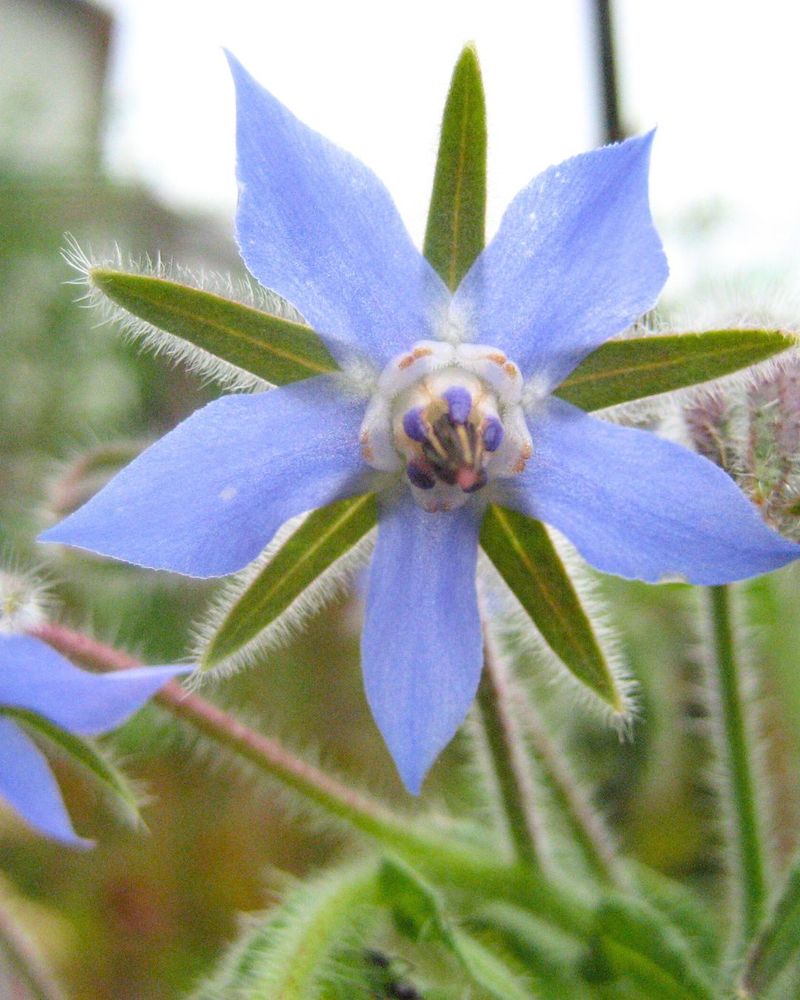 Borage: The Cucumber-Flavored Star
