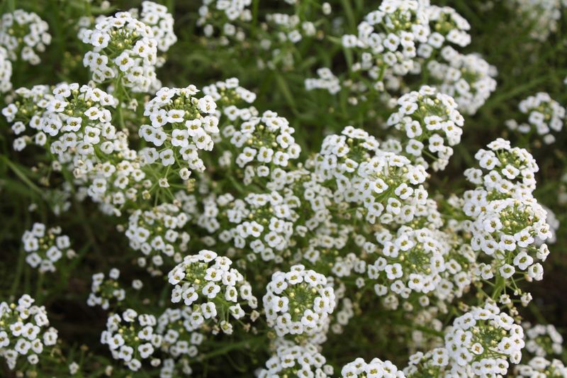 Alyssum: Low-Growing Groundcover Ally