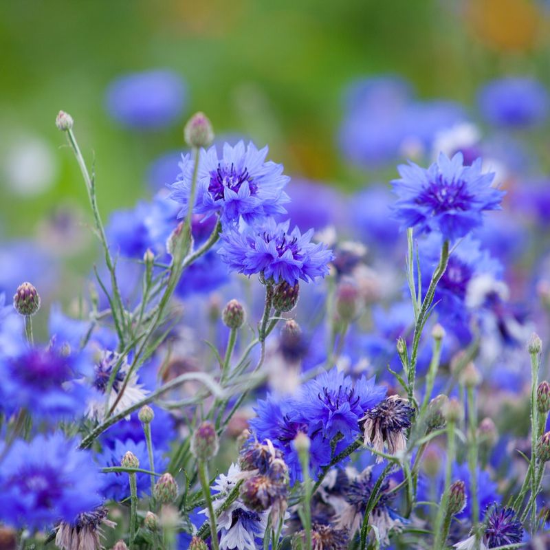 Bachelor's Button (Cornflower)