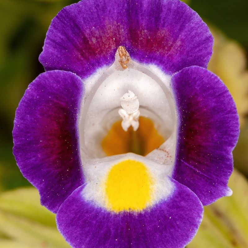 Torenia