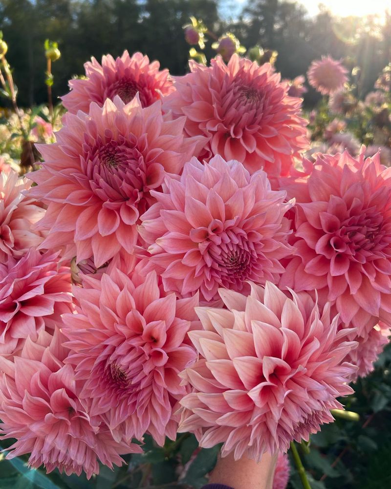 Dahlia