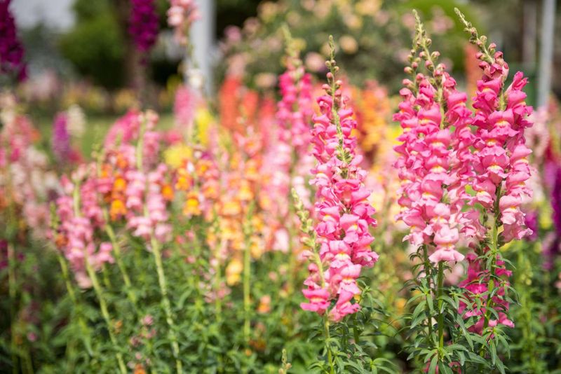 Snapdragon Sensation