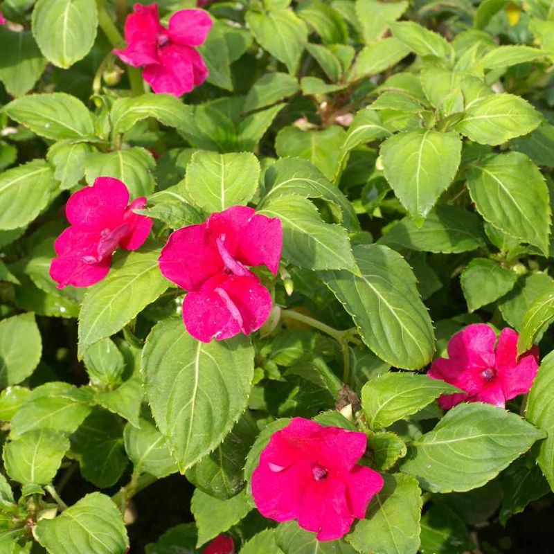 Impatiens