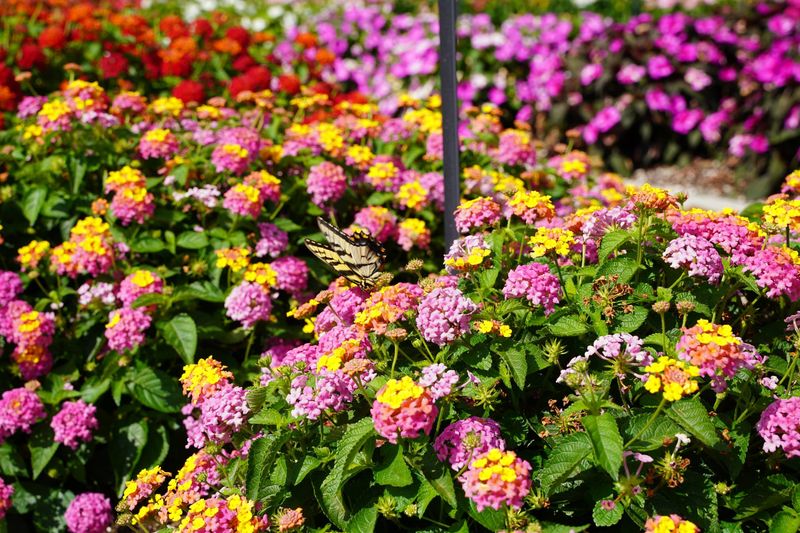 Lantana: Butterfly Magnet