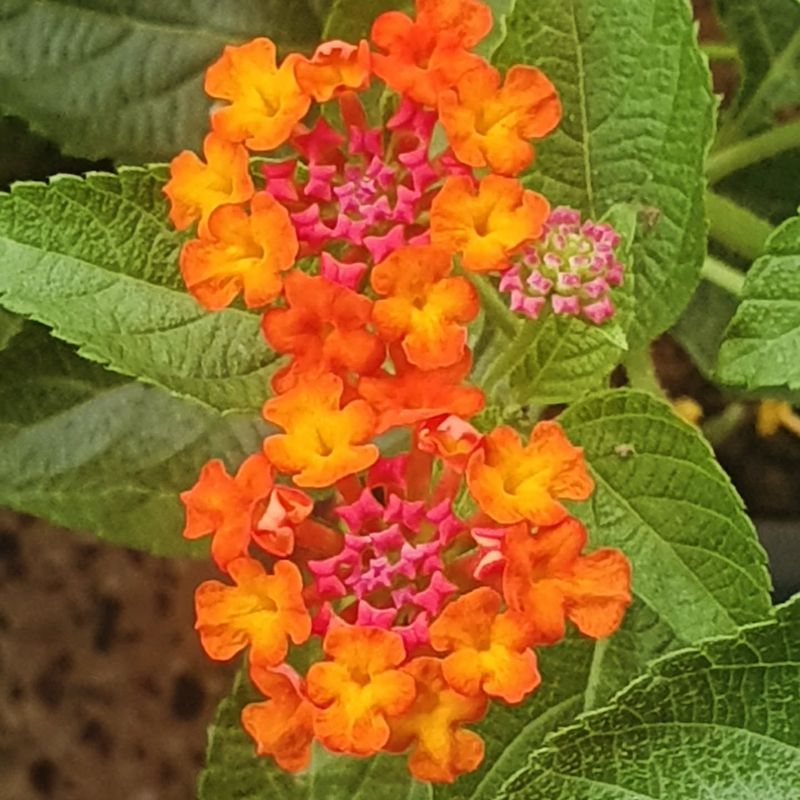 Lantana