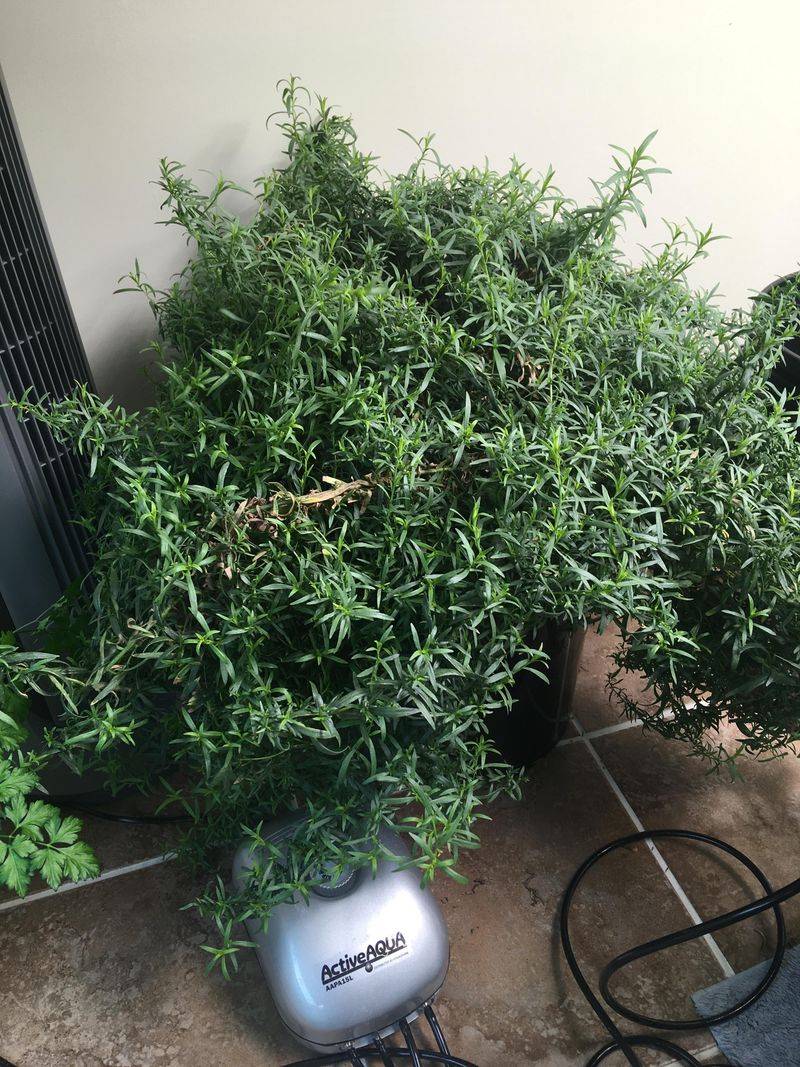 French Tarragon - The Culinary Firebreaker