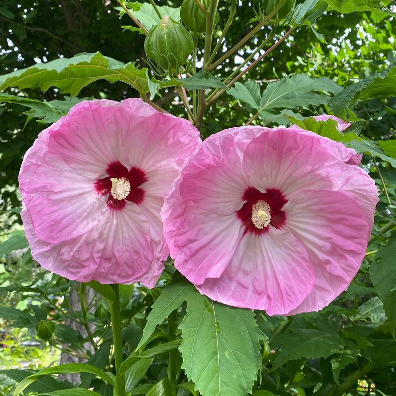 Hardy Hibiscus