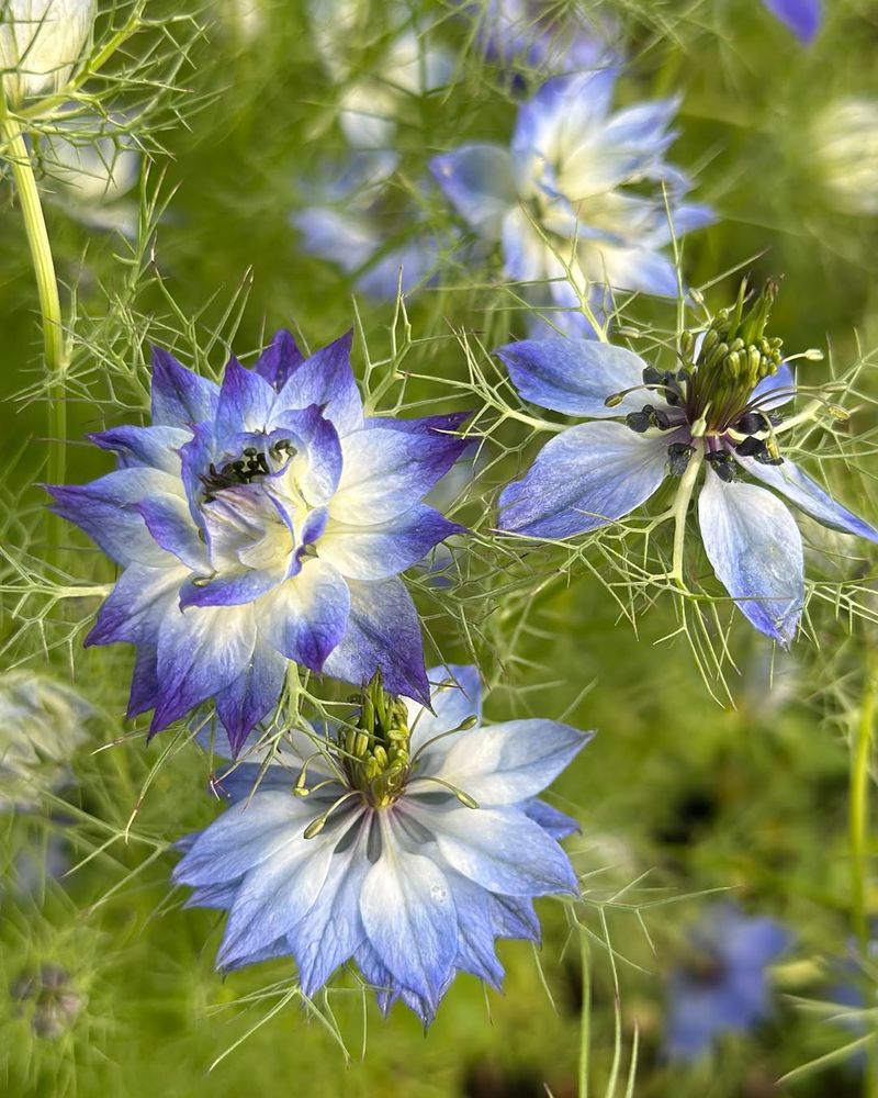 Nigella