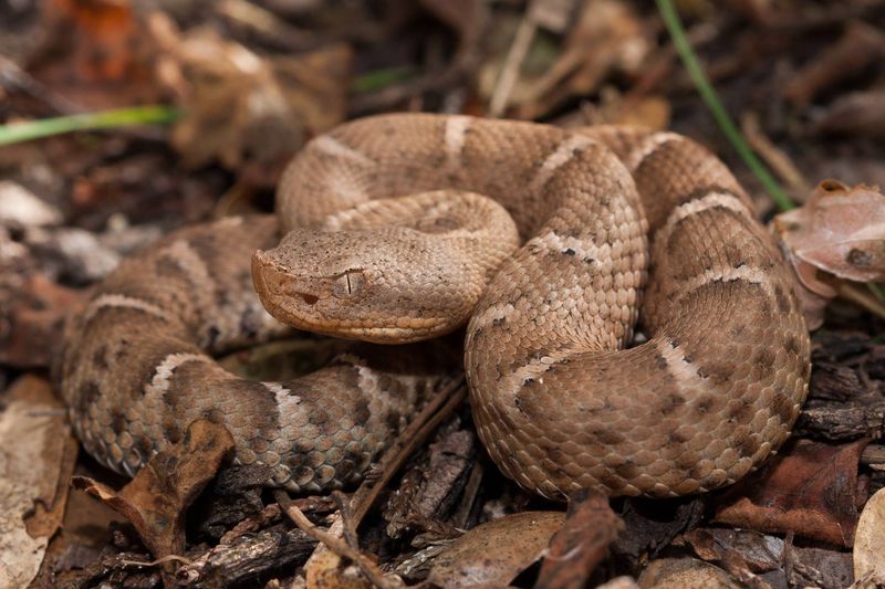 New Mexico's High Desert Rattlers