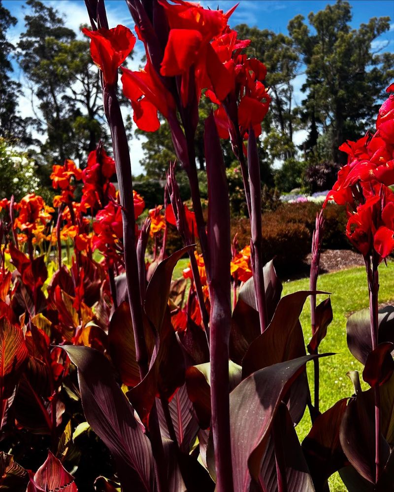 Cannas