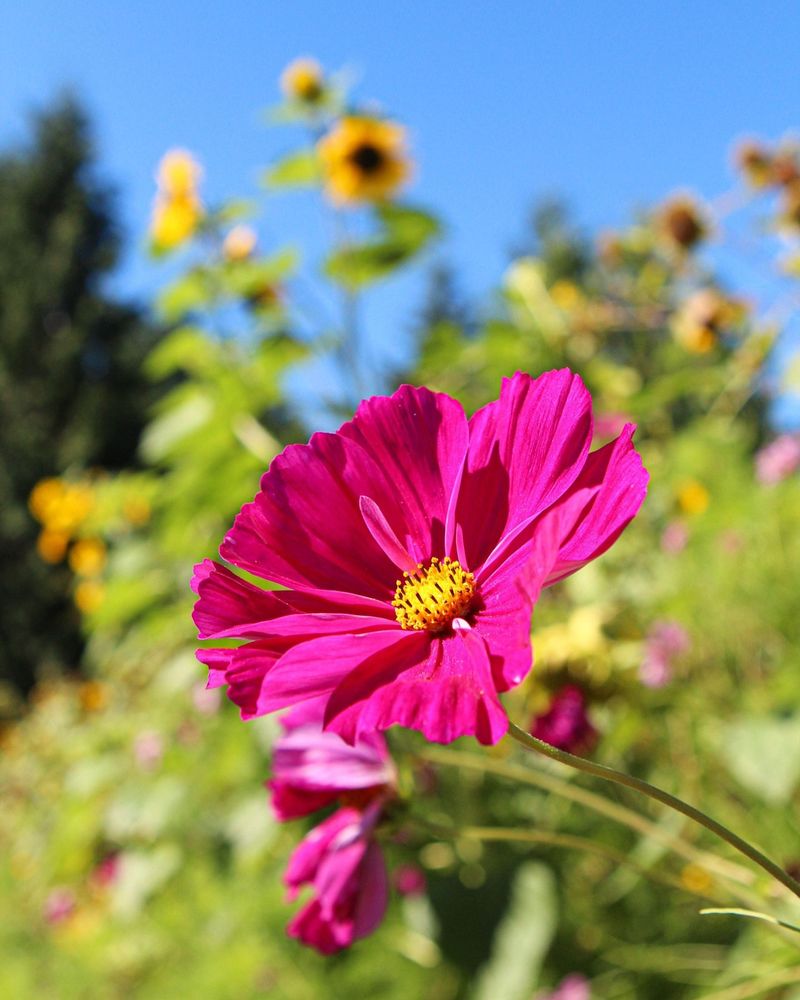 Cosmos
