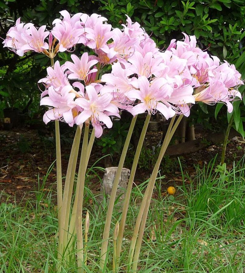 Amaryllis Belladonna