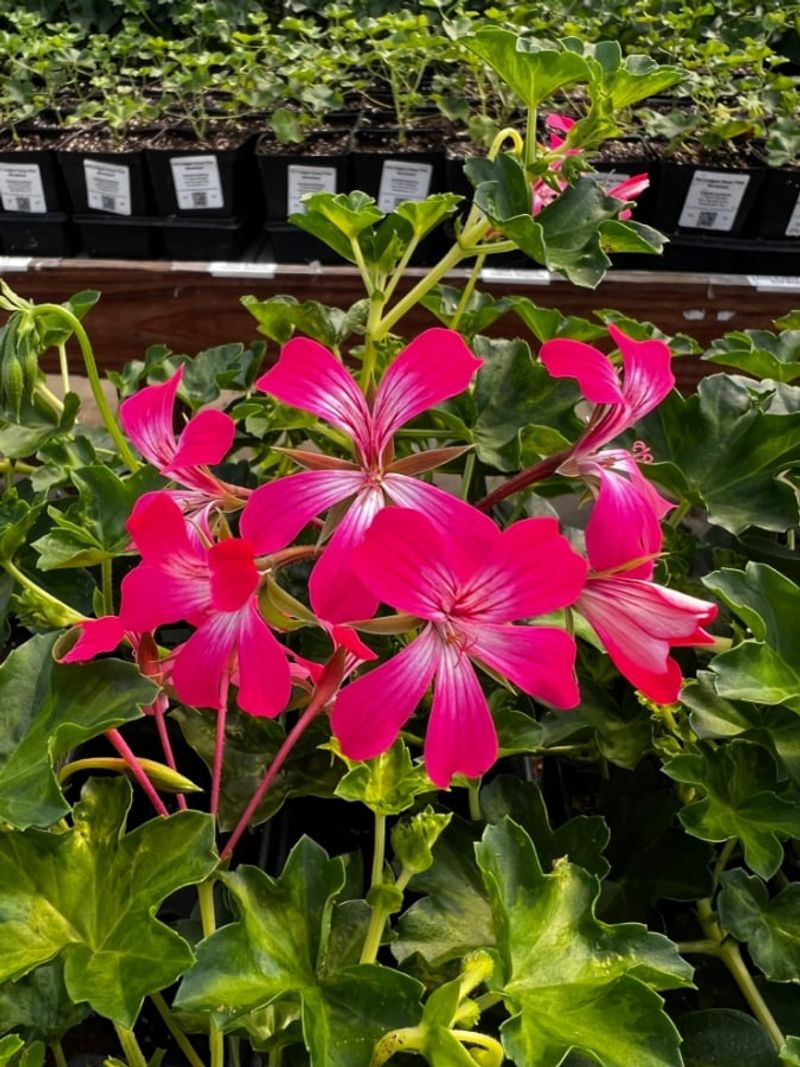 Ivy-Leaved Geranium
