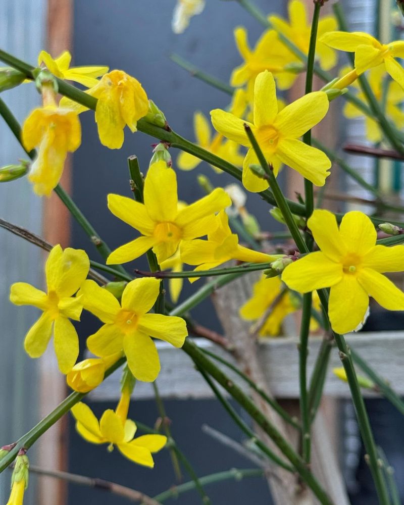 Winter Jasmine