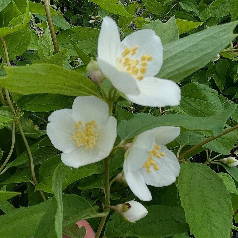 Mock Orange