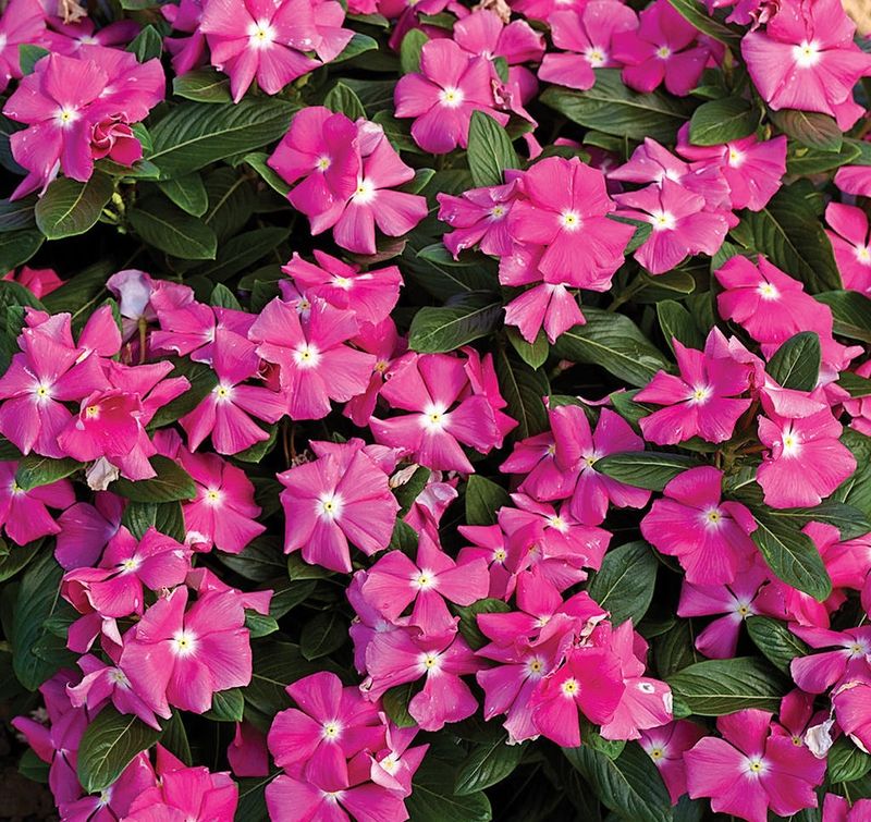 Vinca Minor (Periwinkle)