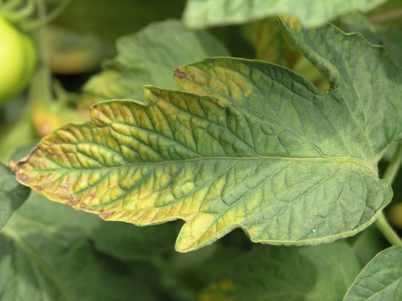 Lacks Nutrients On Its Own