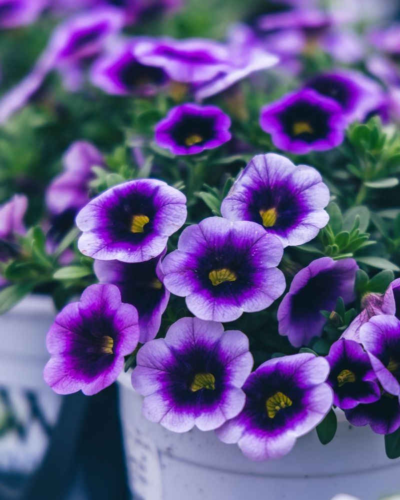 Superbells Blue