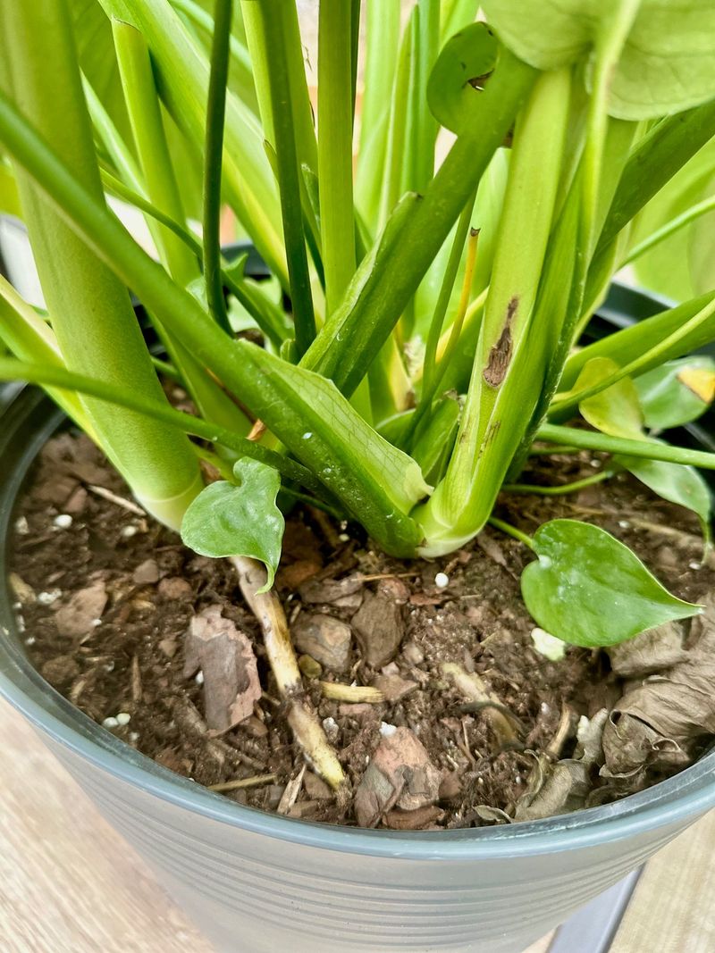 Floats To Surface When Watering