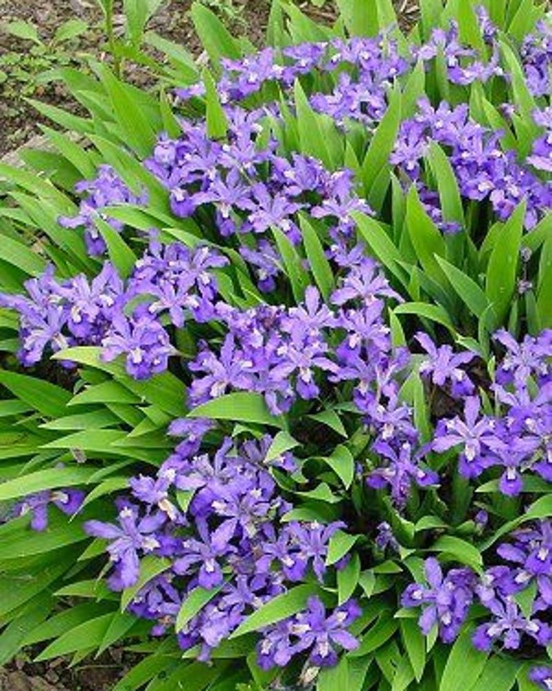 Dwarf Crested Iris
