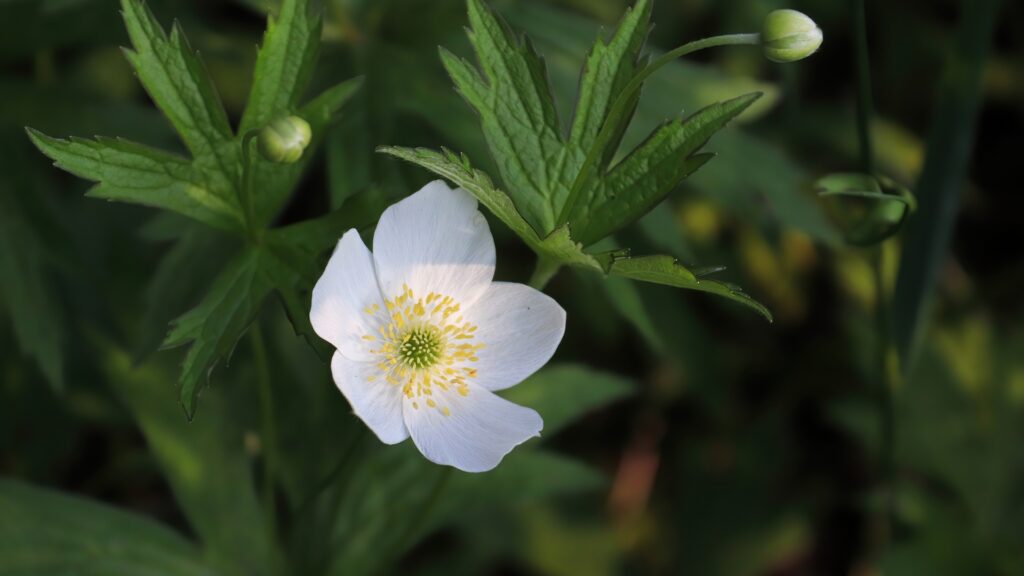 canadian anemone