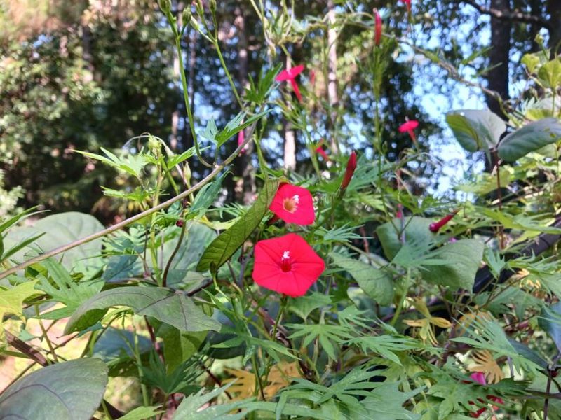 Cardinal Climber