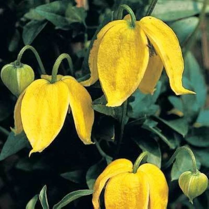 Yellow Clematis