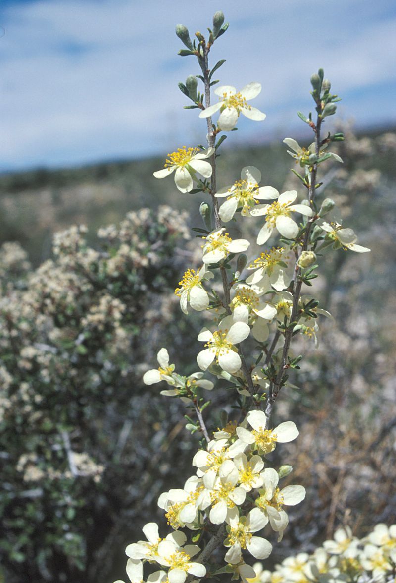Arizona Cliffrose