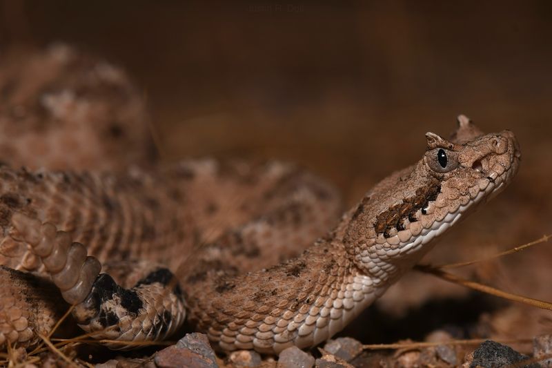 Sidewinder